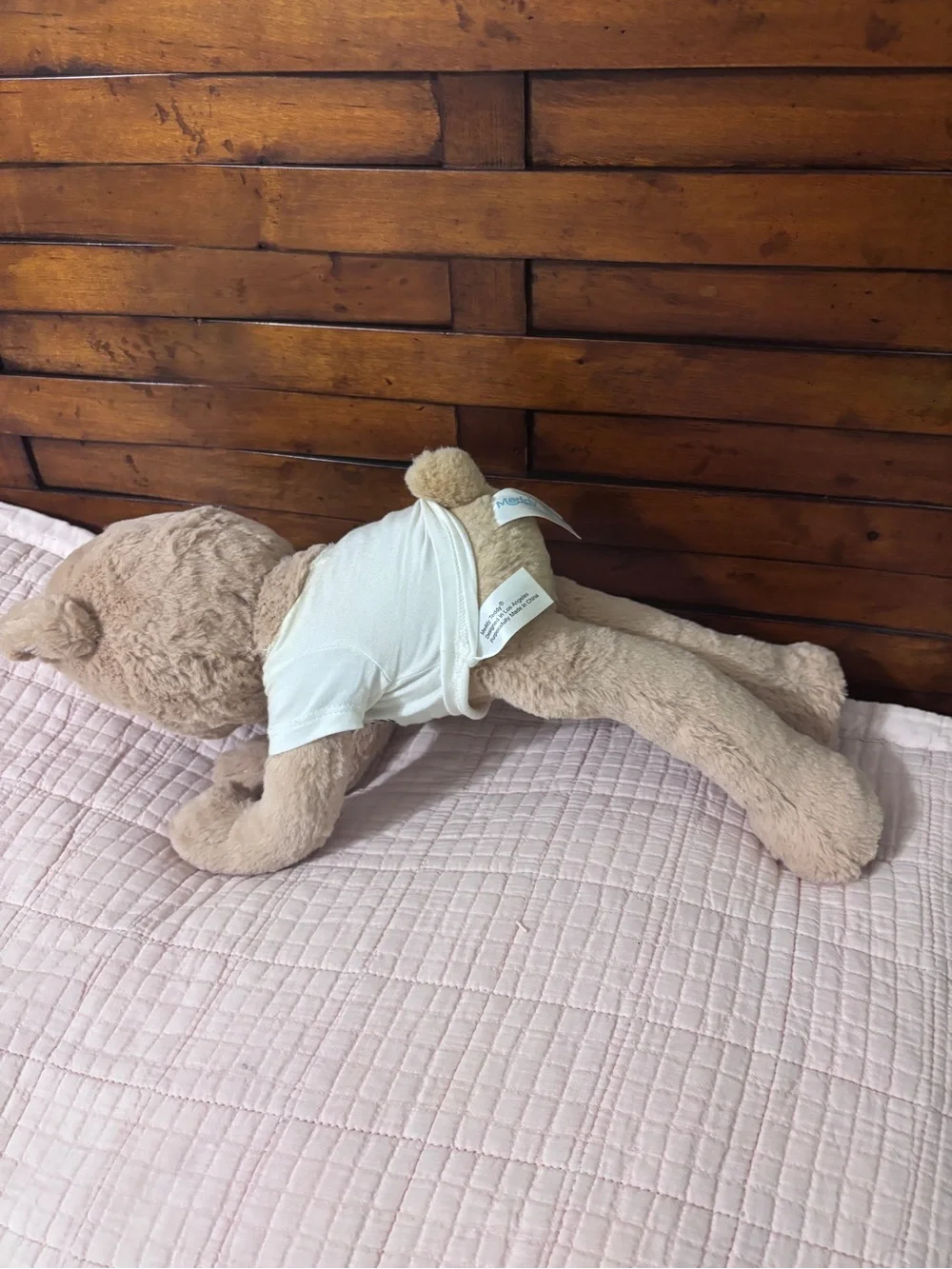 Meddy Teddy meddy teddy